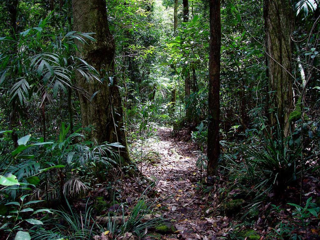 Springbrook Lyrebird Retreat Villa Kültér fotó